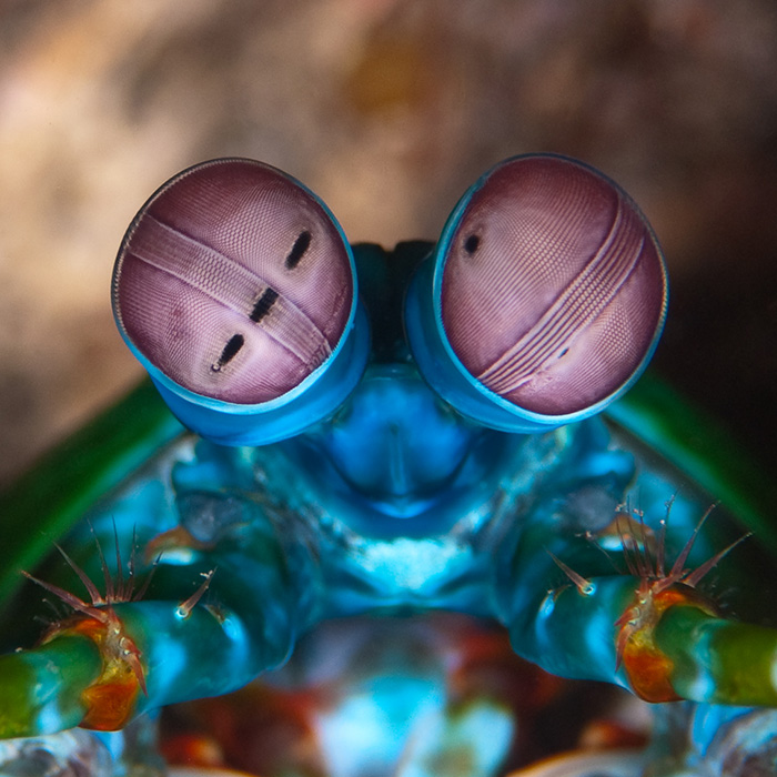 peacock mantis shrimp close-up